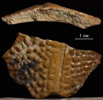Не Plourdosteus