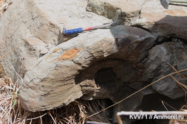 Lytoceras