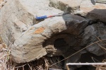 Lytoceras