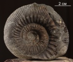 Stephanoceras Stephanoceras