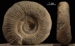 Prorsisphinctes sp.