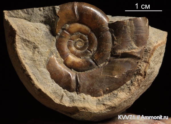 Lytoceratina, Nannolytoceras, Epizoans, Discinisca