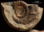 Nannolytoceras aff. tripartitum (Raspail) Orb.