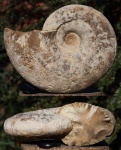 Parahoplites