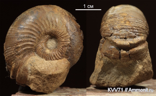 Chondroceras