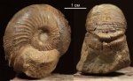 Chondroceras spp.
