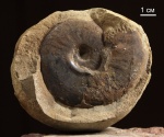 Dorsetensia aff romani