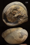 Euphylloceras