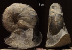Calliphylloceras