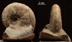 Zuercherella