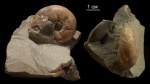 Salfeldiella