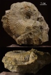 Kosmoceras transitions Kosmoceras transitions