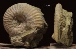 Putealiceras