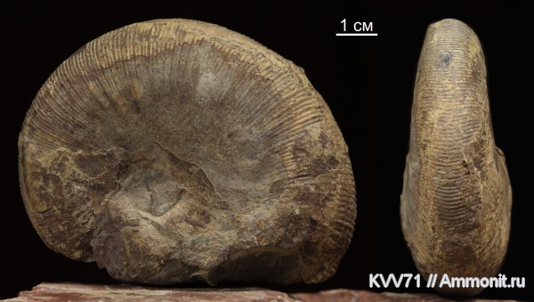 Pseudophylloceras