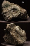 Euaspidoceras hirsutum