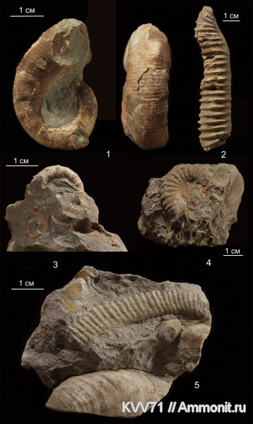 Hamites, Acrioceras, Pseudocrioceras
