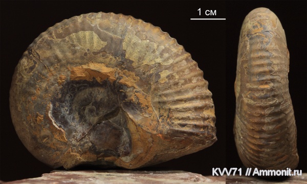 Adabofoloceras abichi, Adabofoloceras