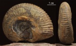 Adabofoloceras