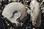 Lissoceras sp.