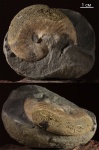 Тонкий Euphylloceras, который оказался Hyporbulites