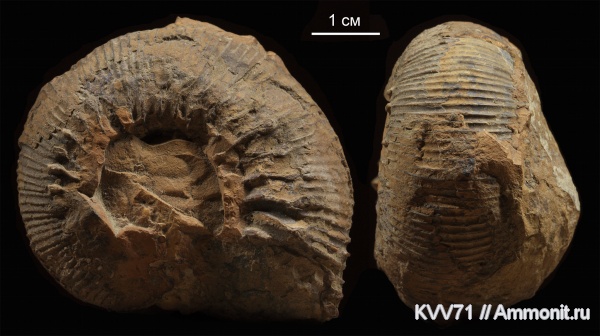 Cadomites, Stephanoceratoidea