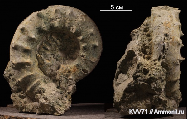 Euaspidoceras, euaspidoceras hirsutum