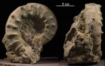 Euaspidoceras  hirsutum