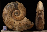 Ammonitoceras Ammonitoceras
