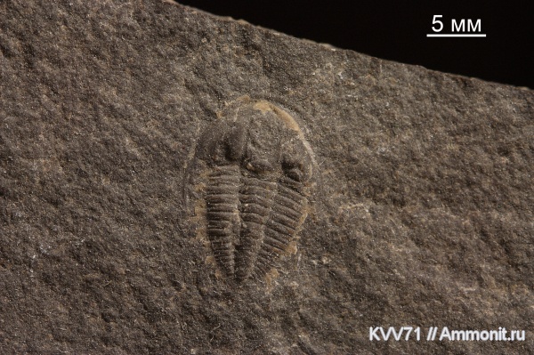 Bergeroniellus