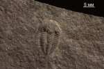Bergeroniellus