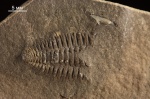 Bergeroniellus spinosus