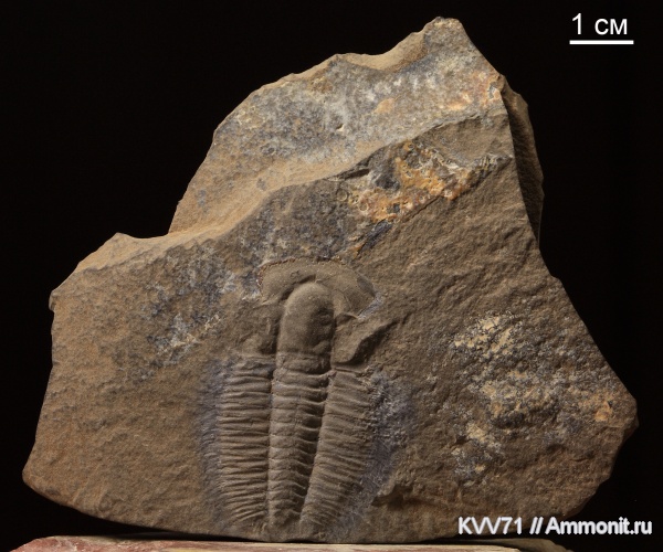 Bergeroniellus