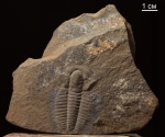 Bergeroniellus
