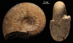 Parahoplites Parahoplites