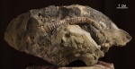 Leptoceras