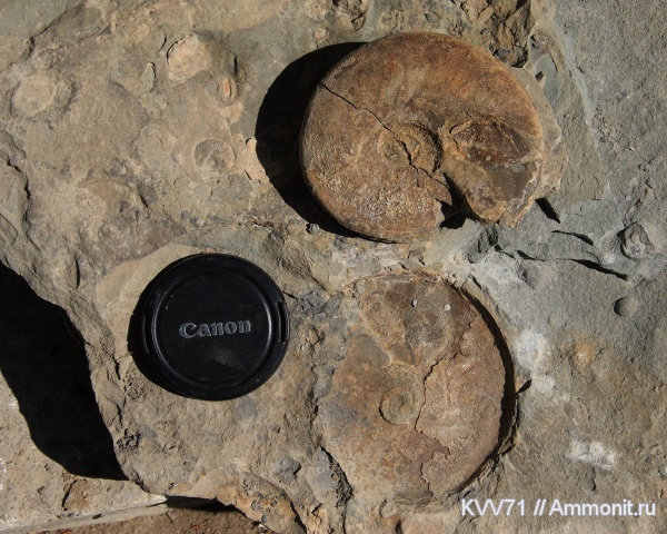 Graphoceras