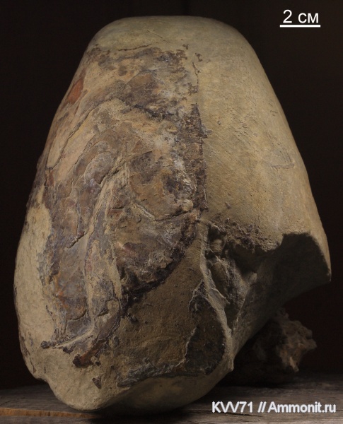 наутилусы, Oichnus