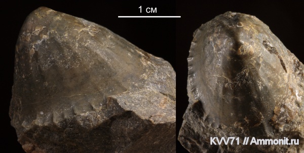 гастроподы, Limpets