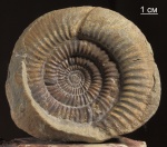 Bajocisphinctes