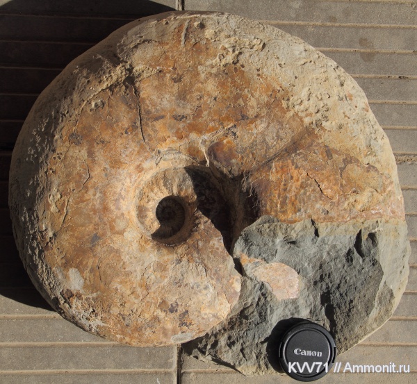 Parahoplites