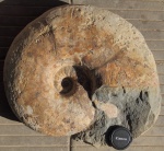 Parahoplites
