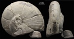 Holcophylloceras zignodianum (d’Orbigny)