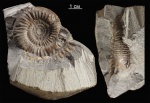 Еще Bajocisphinctes?