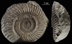 Parkinsonia Parkinsonia