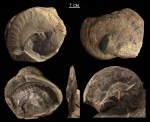 Oxycerites