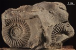Parkinsonia (Rarecostites) Parkinsonia (Rarecostites)