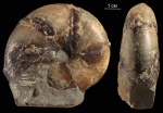 Calliphylloceras
