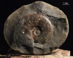 Dorsetensia