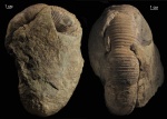 Конкреция с Dinolytoceras zhivagoi Besnosov
