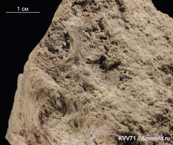 Suvorovella
